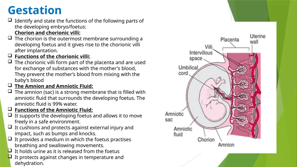 ASSET GRADE 12 LIFE SCIENCES REVISION 2020 Human - slide 7 of 12