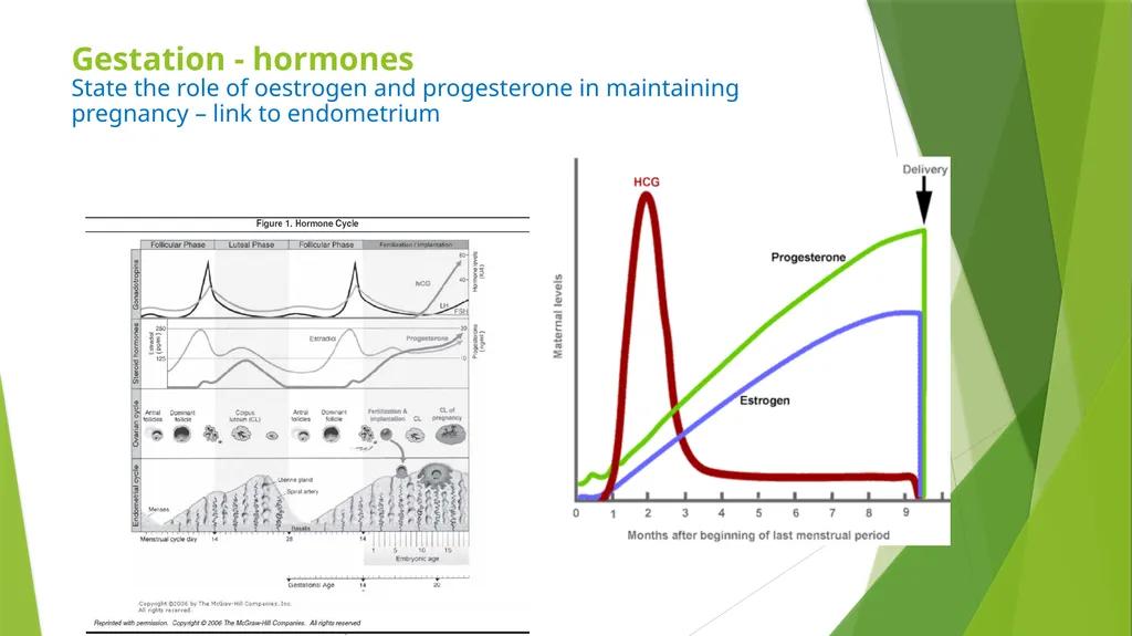 ASSET GRADE 12 LIFE SCIENCES REVISION 2020 Human - slide 10 of 12