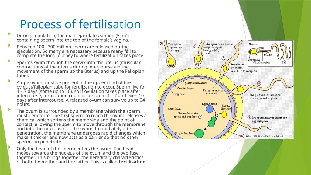 ASSET GRADE 12 LIFE SCIENCES REVISION 2020 Human - slide 4 of 12