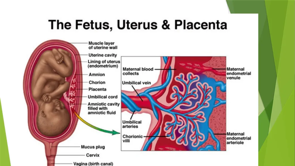 ASSET GRADE 12 LIFE SCIENCES REVISION 2020 Human - slide 9 of 12