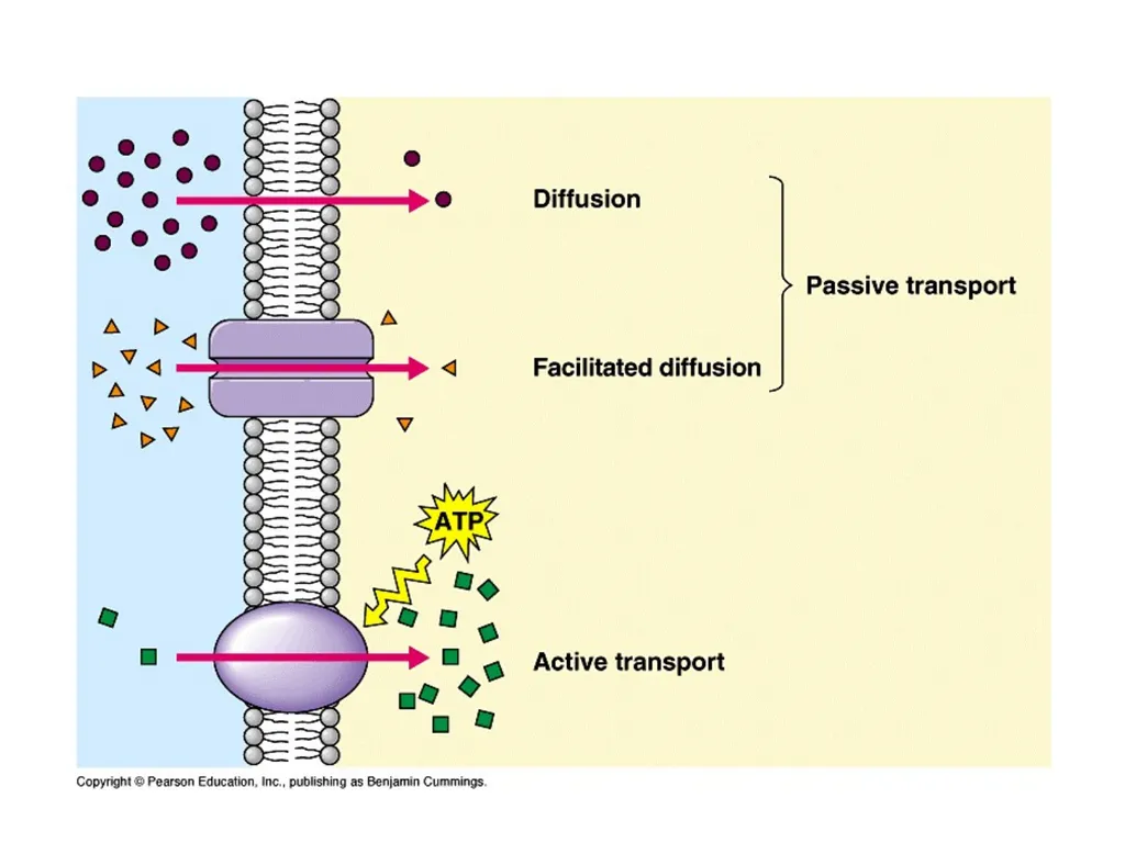 BioInorganic Chemistry Week 1 Dear students, - slide 13 of 21