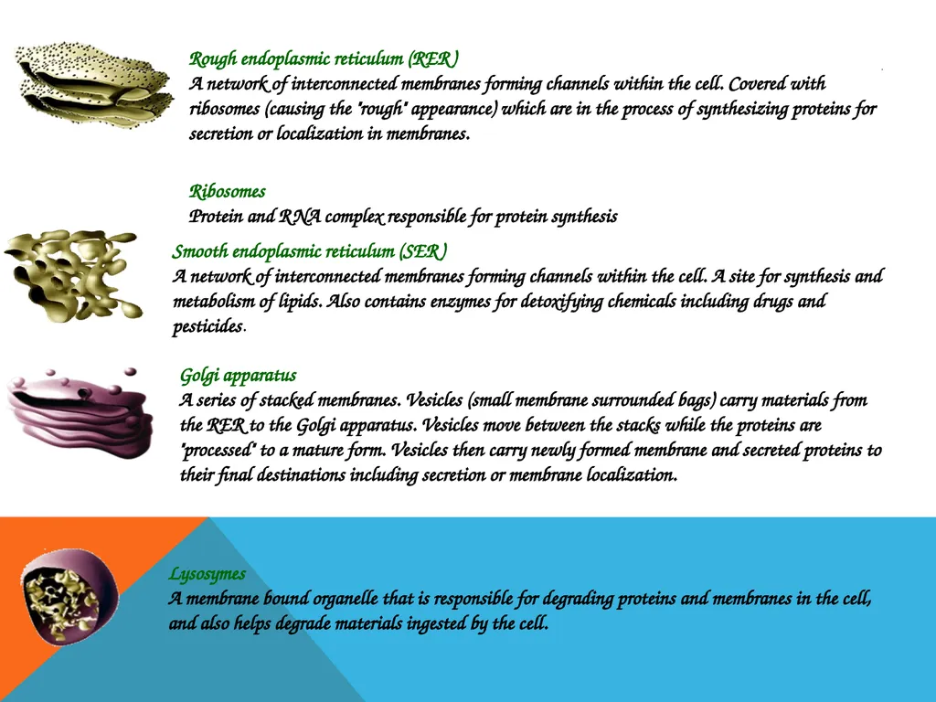 Biochemistry dr. nalaa qassim muftin Biochemistry - slide 11 of 15