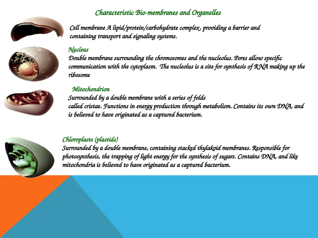 Biochemistry dr. nalaa qassim muftin Biochemistry - slide 10 of 15