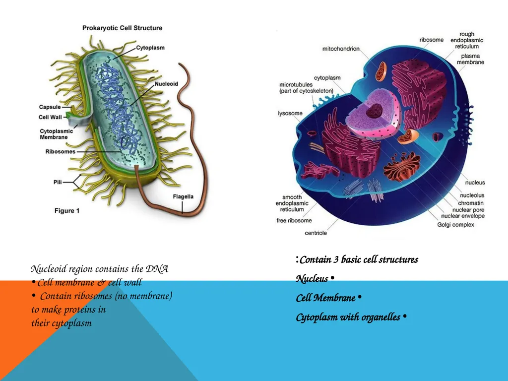 Biochemistry dr. nalaa qassim muftin Biochemistry - slide 7 of 15