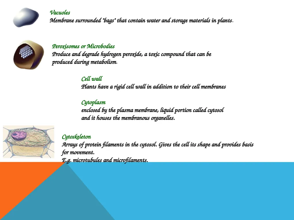 Biochemistry dr. nalaa qassim muftin Biochemistry - slide 12 of 15