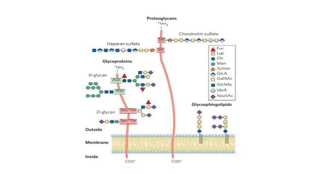Carbohydrates Carbohydrates are polyhydroxy - slide 21 of 22