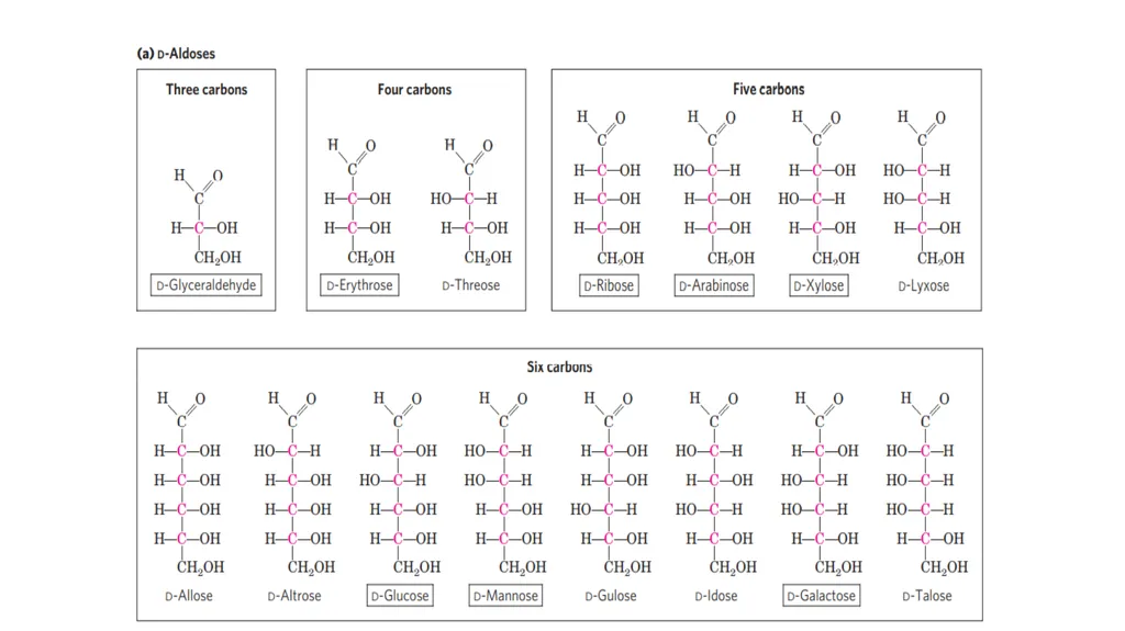 Carbohydrates Carbohydrates are polyhydroxy - slide 5 of 22
