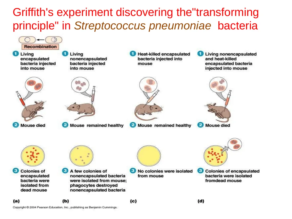 Molecular biology first and second lectures - slide 4 of 21
