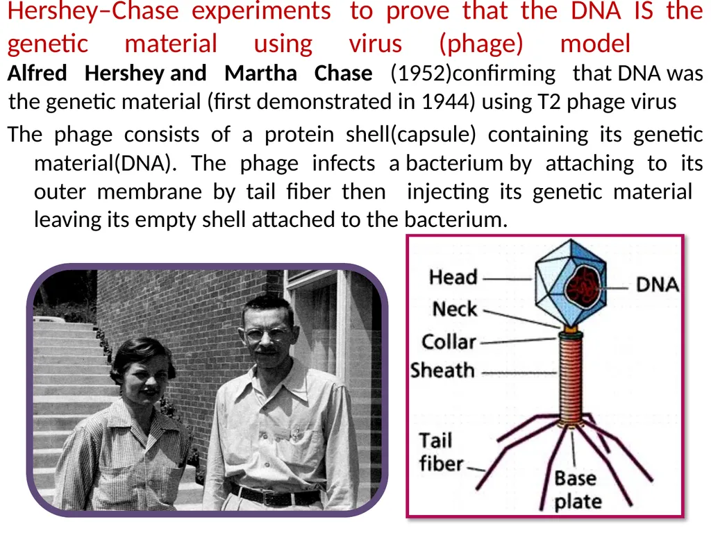 Molecular biology first and second lectures - slide 11 of 21