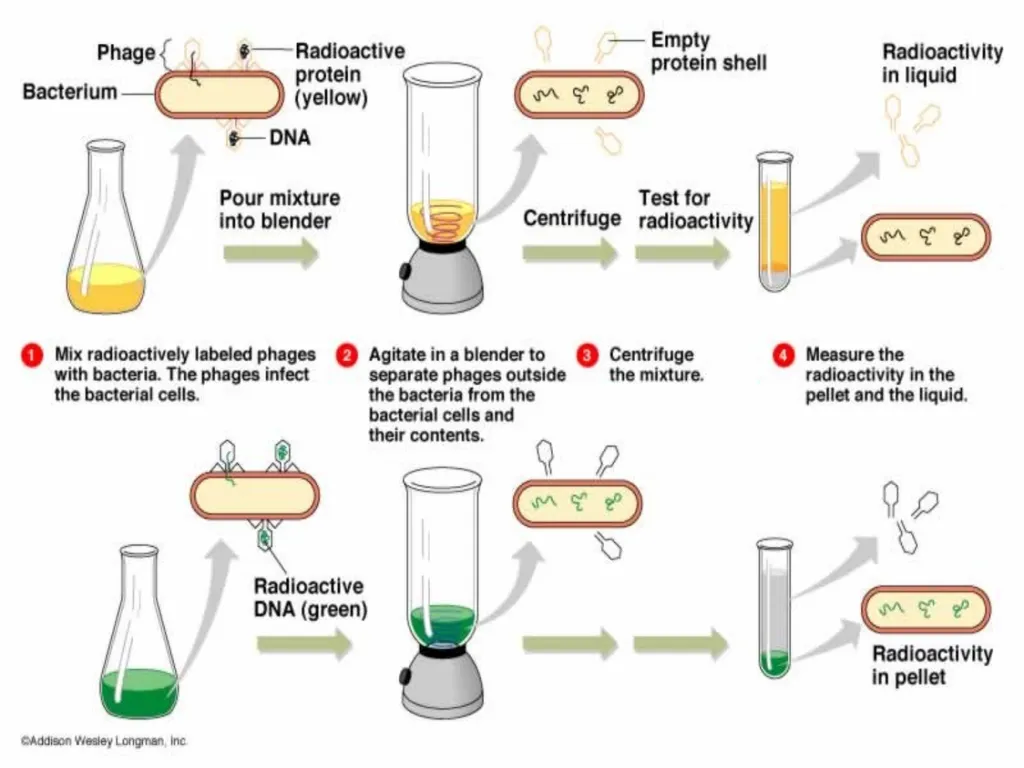 Molecular biology first and second lectures - slide 13 of 21