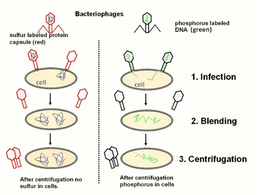 Molecular biology first and second lectures - slide 14 of 21