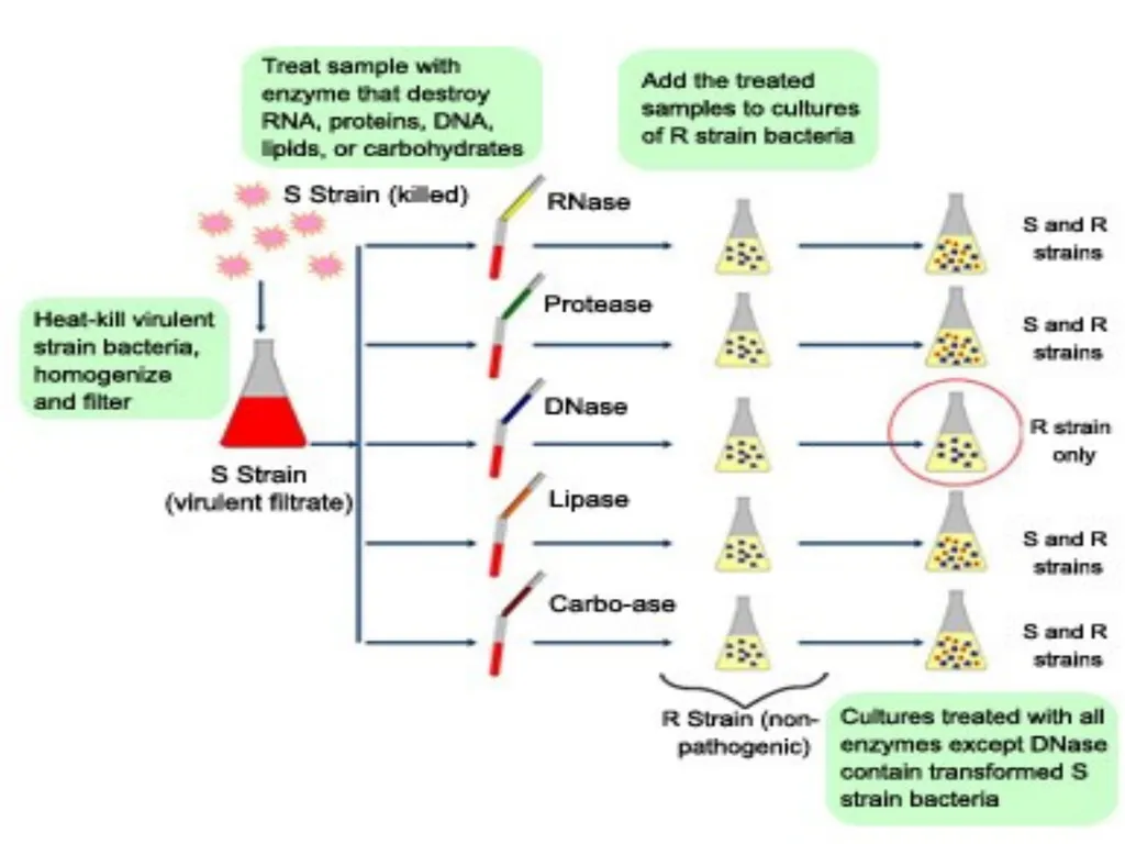 Molecular biology first and second lectures - slide 9 of 21