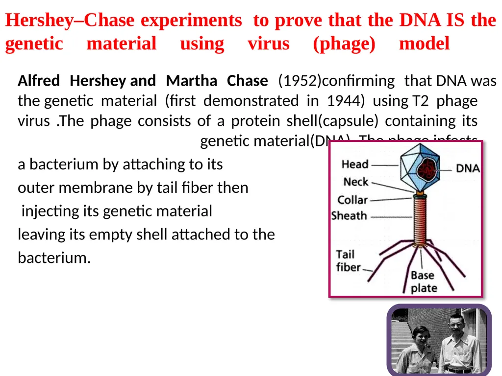 Molecular biology first lecture Introduction and - slide 10 of 19