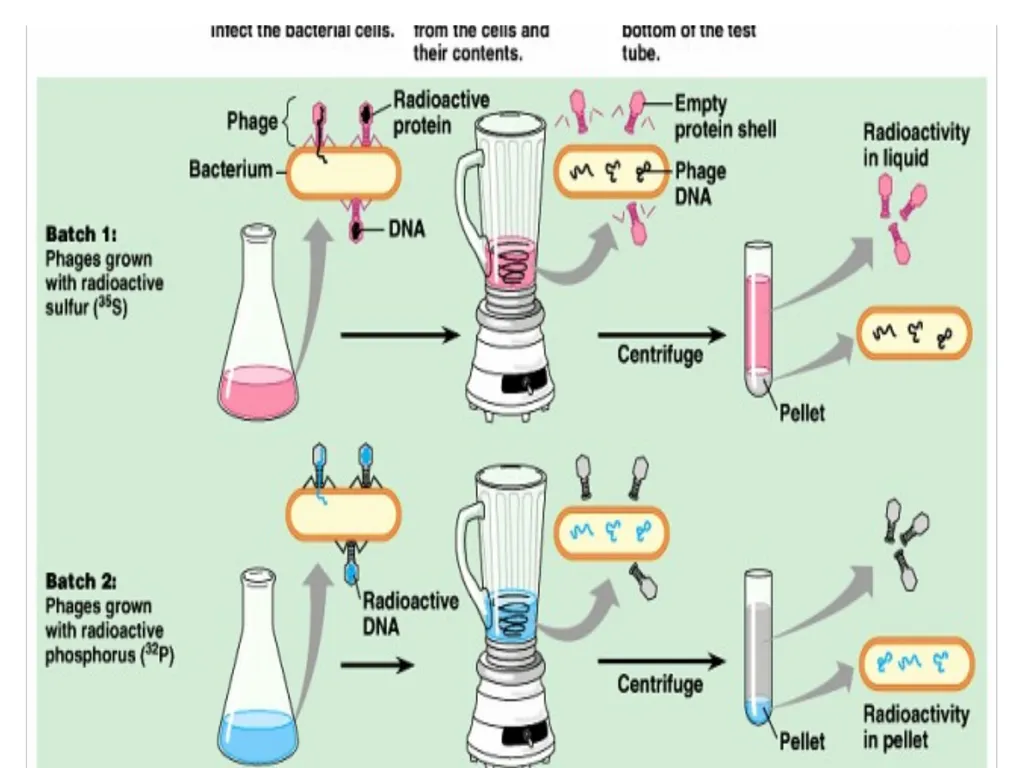 Molecular biology first lecture Introduction and - slide 13 of 19