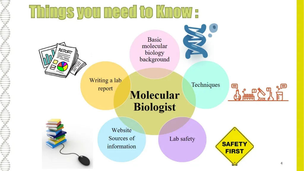 What is Molecular Biology ? Understanding - slide 4 of 11