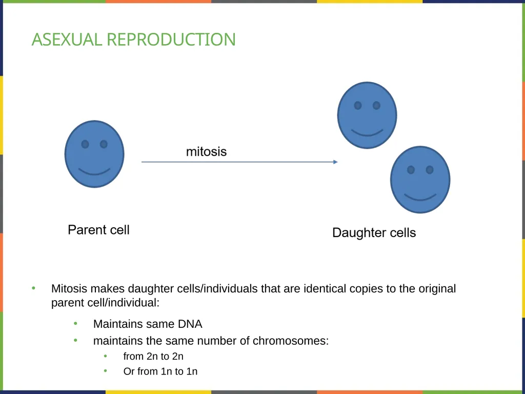 Chapter 7 THE CELLULAR BASIS OF INHERITANCE - slide 4 of 31