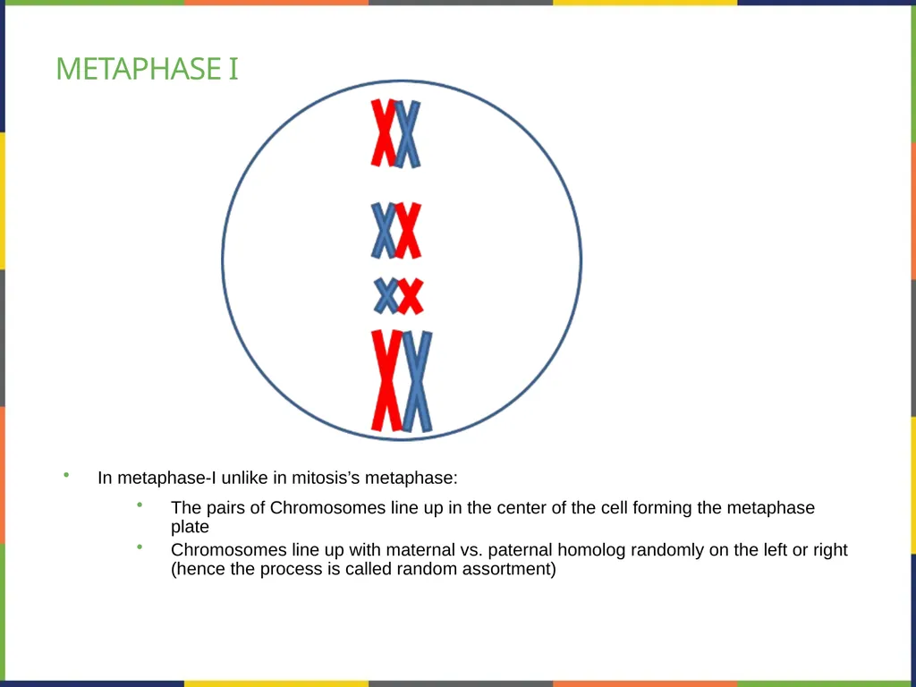 Chapter 7 THE CELLULAR BASIS OF INHERITANCE - slide 14 of 31