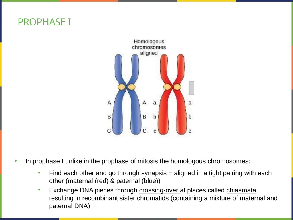 Chapter 7 THE CELLULAR BASIS OF INHERITANCE - slide 12 of 31