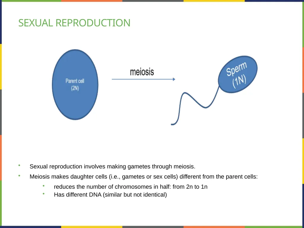 Chapter 7 THE CELLULAR BASIS OF INHERITANCE - slide 6 of 31
