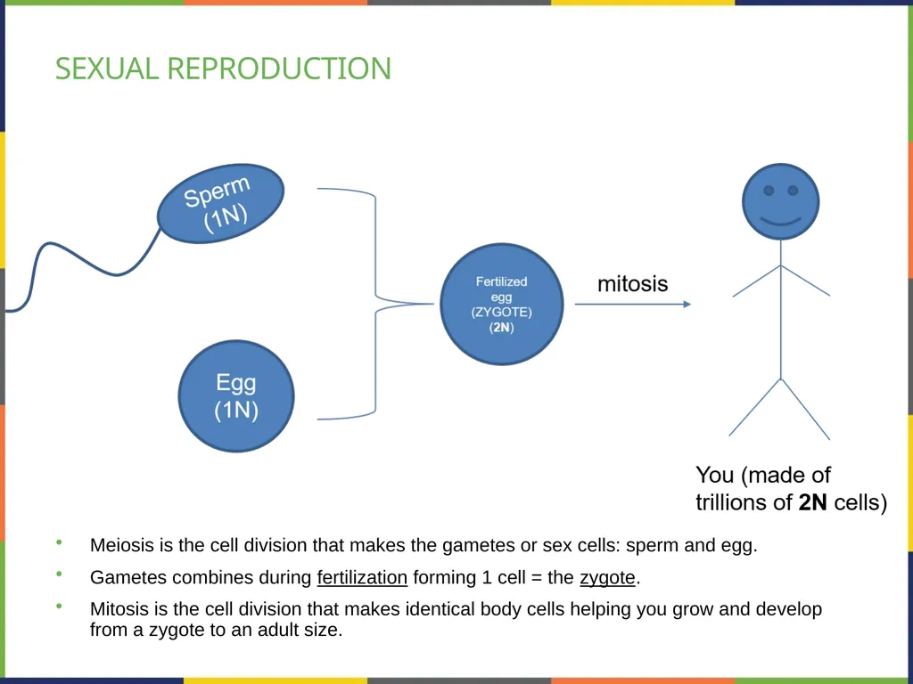 Chapter 7 THE CELLULAR BASIS OF INHERITANCE - slide 8 of 31