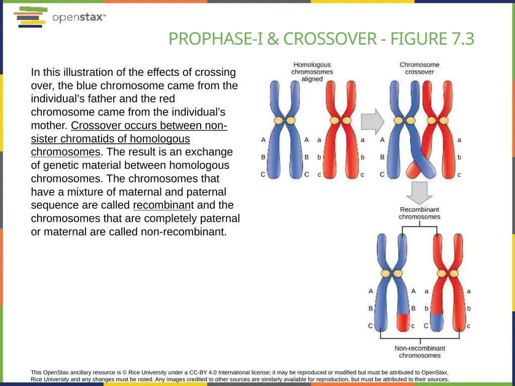 Chapter 7 THE CELLULAR BASIS OF INHERITANCE - slide 13 of 31