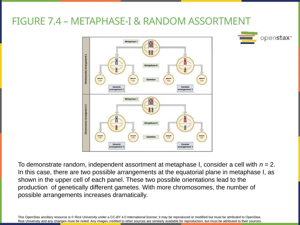 Chapter 7 THE CELLULAR BASIS OF INHERITANCE - slide 15 of 31
