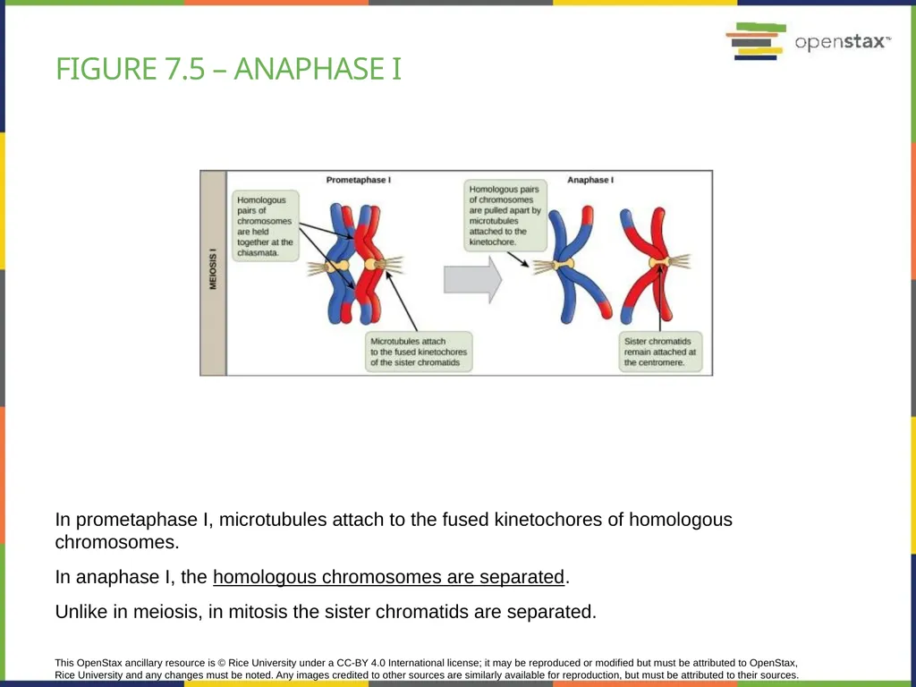 Chapter 7 THE CELLULAR BASIS OF INHERITANCE - slide 16 of 31