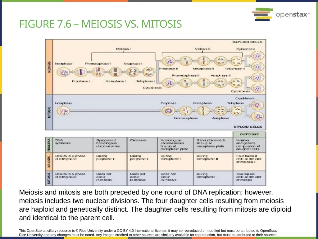 Chapter 7 THE CELLULAR BASIS OF INHERITANCE - slide 19 of 31