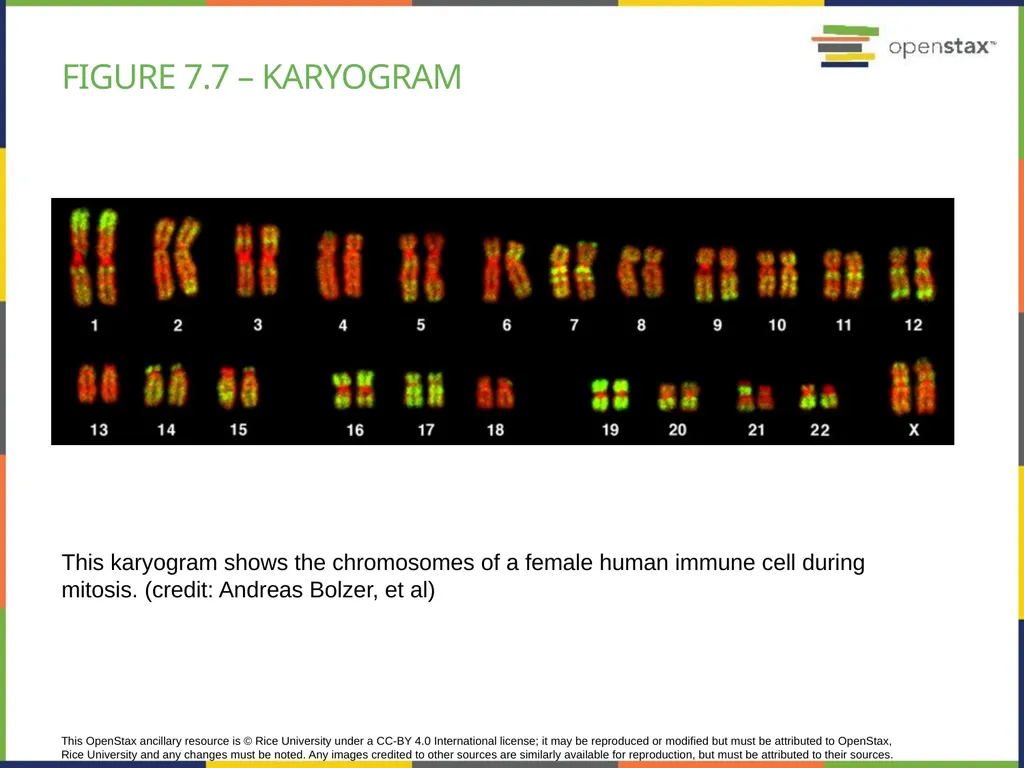 Chapter 7 THE CELLULAR BASIS OF INHERITANCE - slide 23 of 31