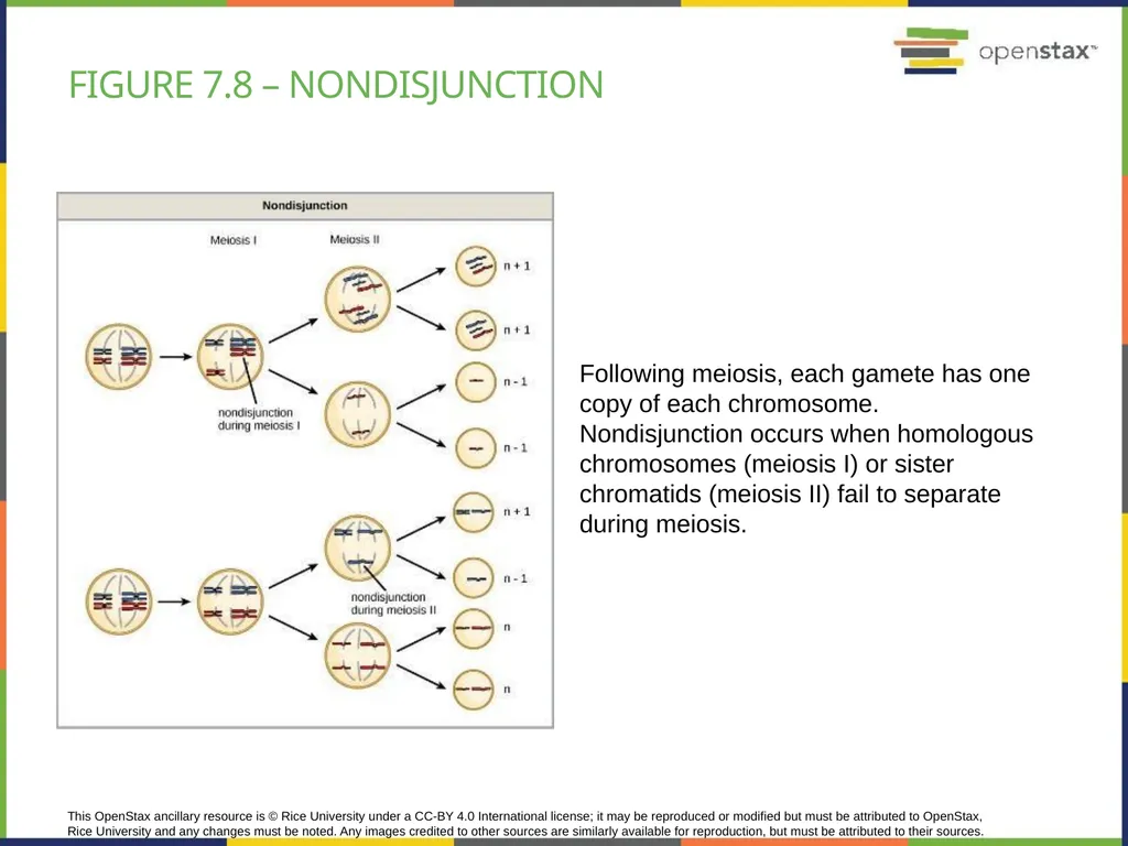 Chapter 7 THE CELLULAR BASIS OF INHERITANCE - slide 25 of 31