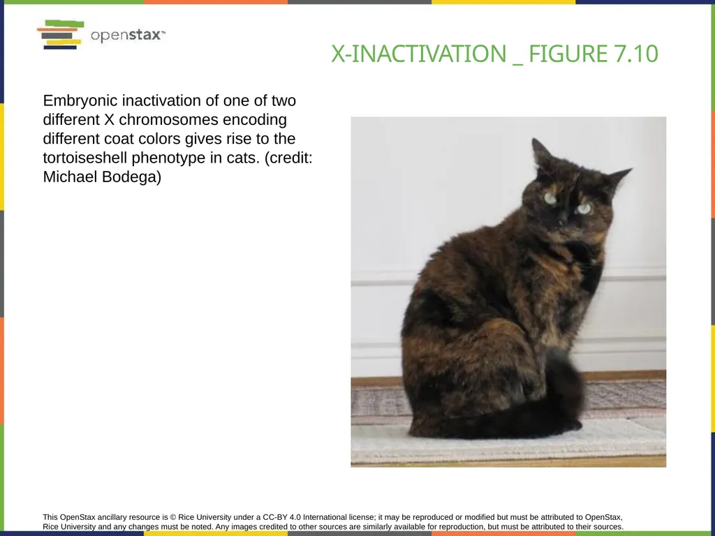 Chapter 7 THE CELLULAR BASIS OF INHERITANCE - slide 28 of 31