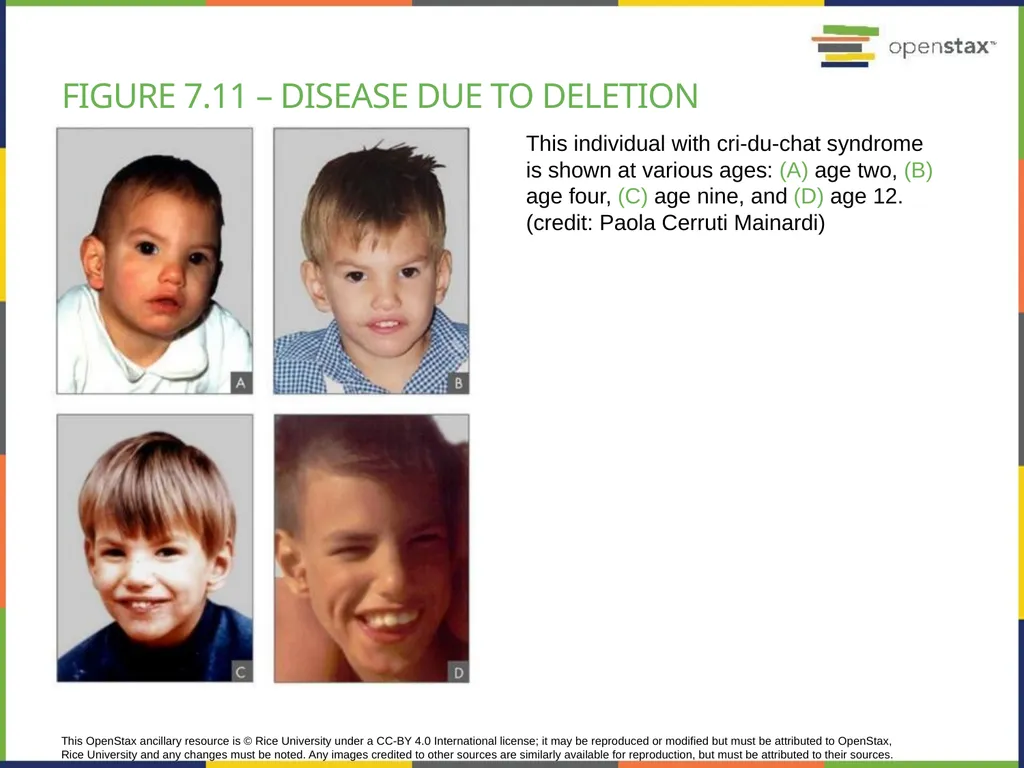 Chapter 7 THE CELLULAR BASIS OF INHERITANCE - slide 30 of 31