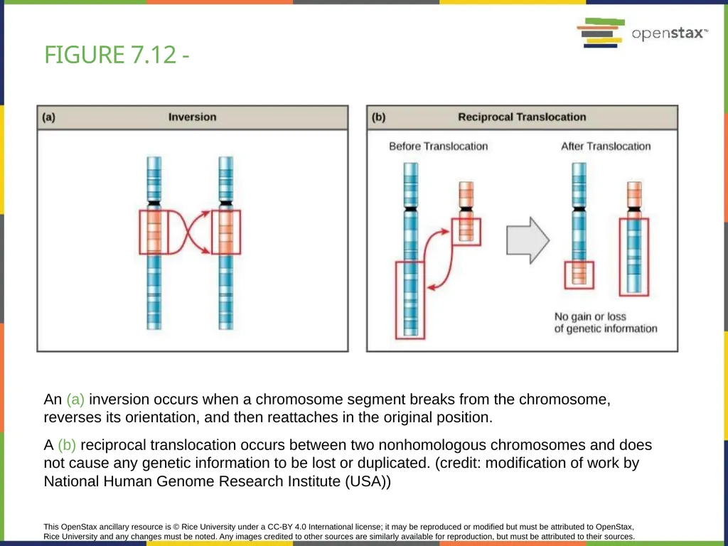 Chapter 7 THE CELLULAR BASIS OF INHERITANCE - slide 31 of 31