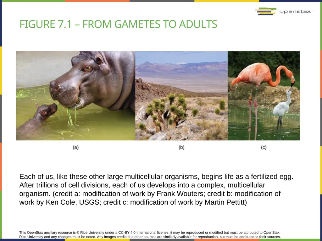 Chapter 7 THE CELLULAR BASIS OF INHERITANCE - slide 7 of 31