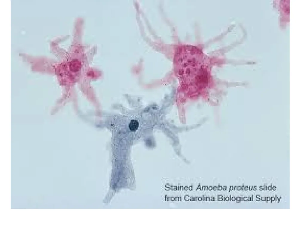 Cell biology BSc1 Sem 2 Introduction Invention of - slide 10 of 12