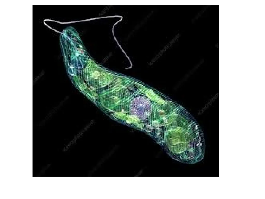 Cell biology BSc1 Sem 2 Introduction Invention of - slide 11 of 12