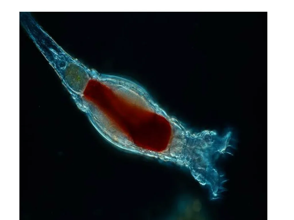 Cell biology BSc1 Sem 2 Introduction Invention of - slide 12 of 12