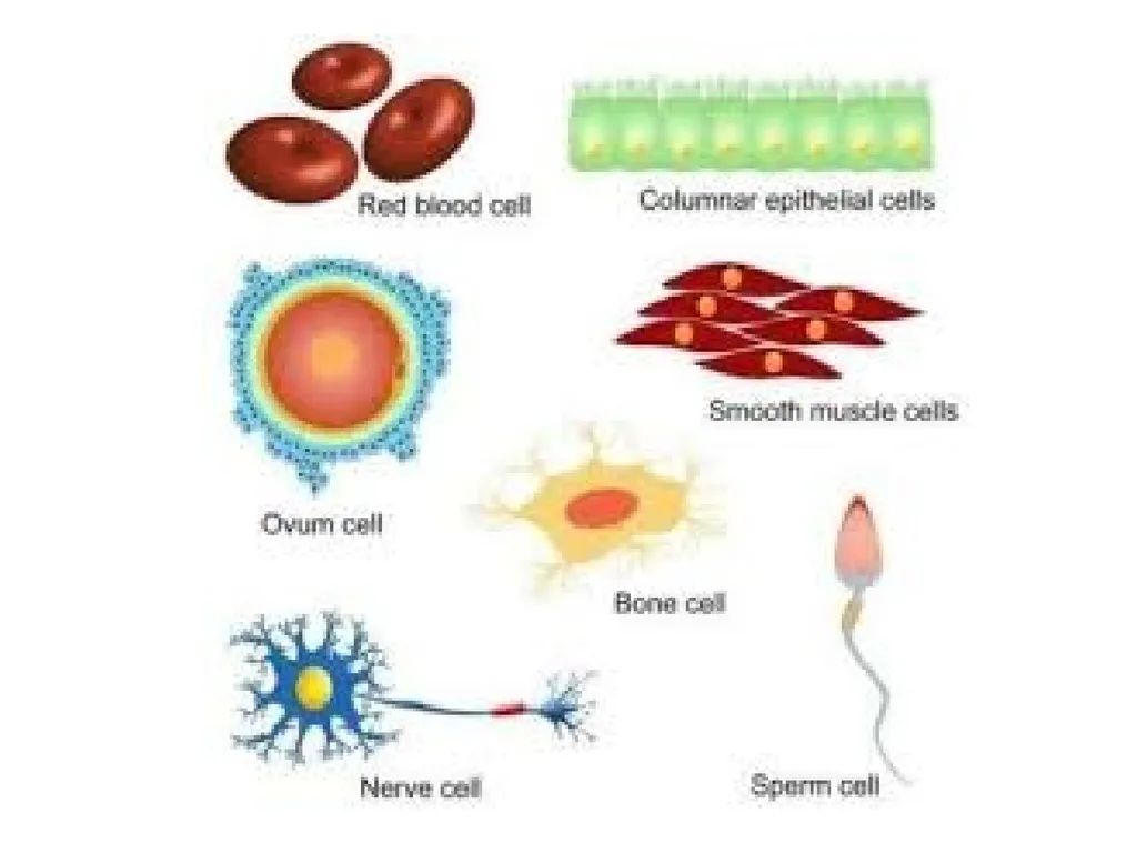 Cell biology BSc1 Sem 2 Introduction Invention of - slide 6 of 12