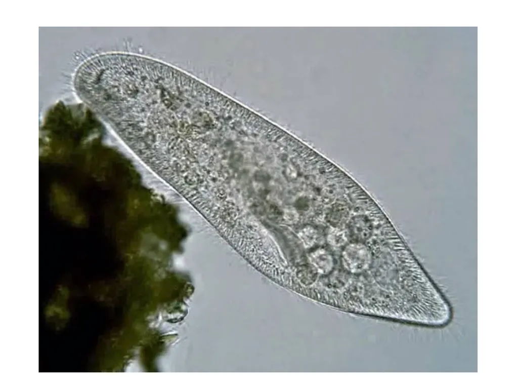 Cell biology BSc1 Sem 2 Introduction Invention of - slide 8 of 12
