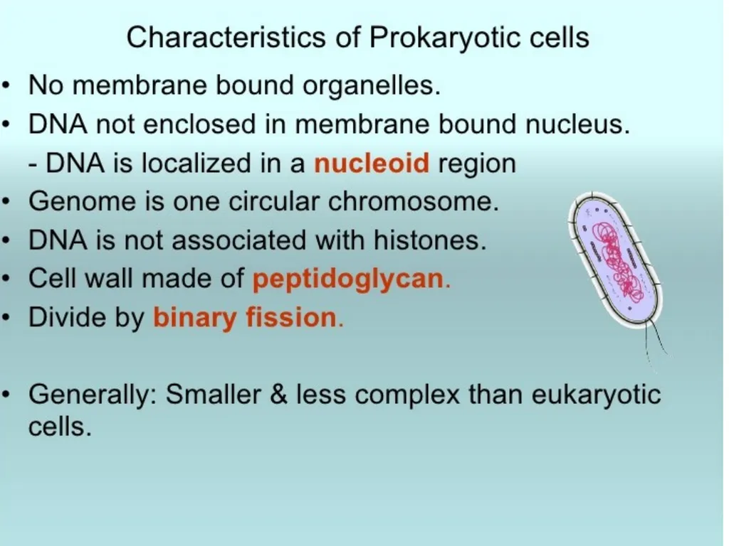 The cell (نظري) Dr. israa Hussein lec 1- - slide 13 of 30