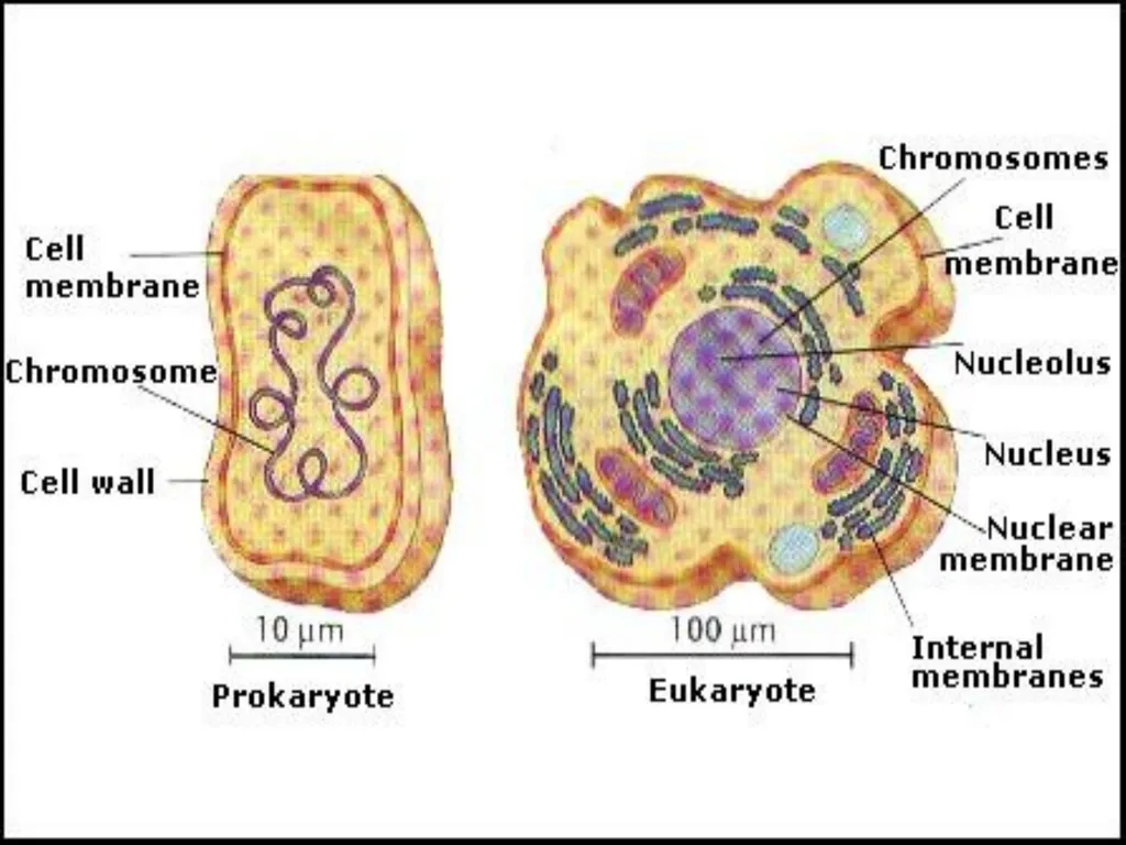 The cell (نظري) Dr. israa Hussein lec 1- - slide 22 of 30