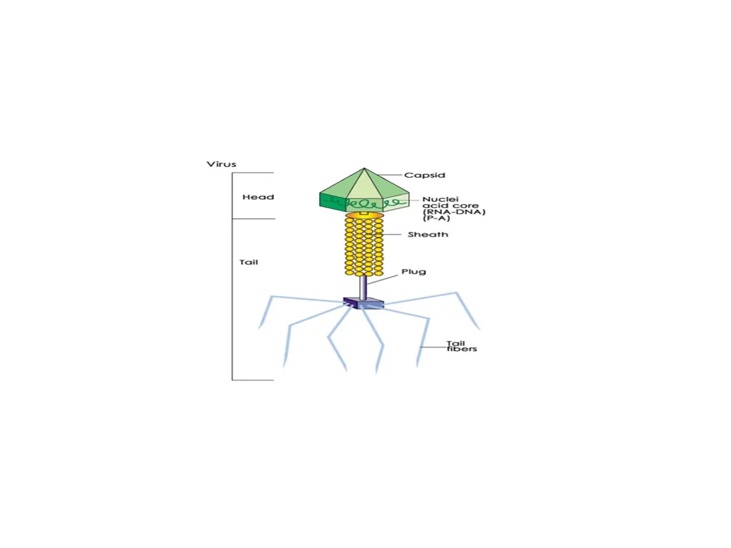 The cell (نظري) Dr. israa Hussein lec 1- - slide 27 of 30