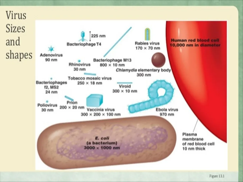 The cell (نظري) Dr. israa Hussein lec 1- - slide 28 of 30