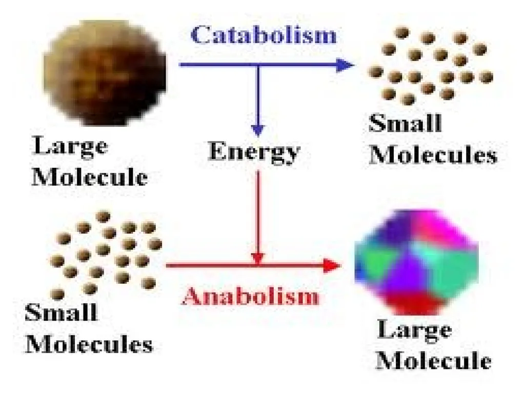 The cell (نظري) Dr. israa Hussein lec 1- - slide 9 of 30