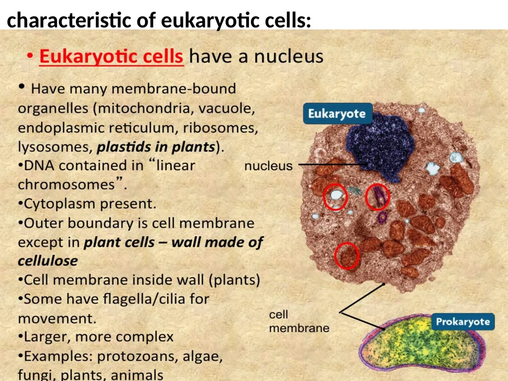The cell (نظري) Dr. israa Hussein lec 1- - slide 15 of 30