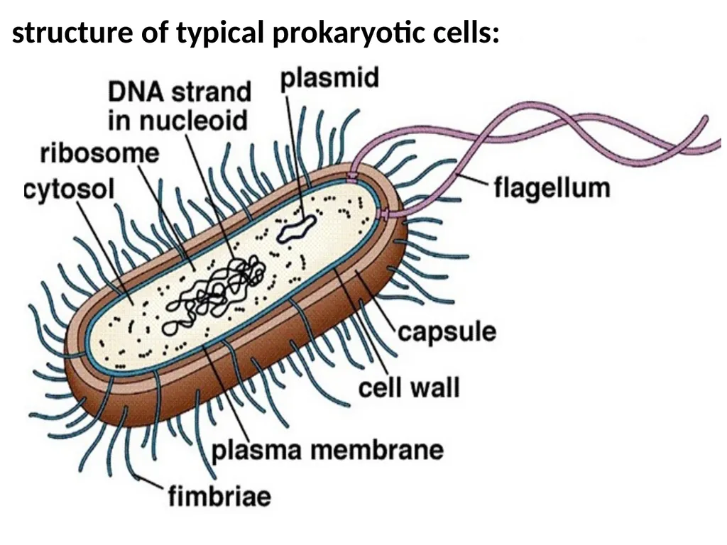 The cell (نظري) Dr. israa Hussein lec 1- - slide 14 of 30