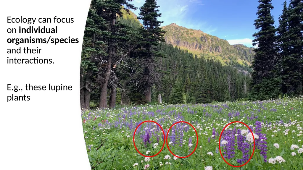 Introduction: What Is Ecology? By: Alec W. - slide 6 of 18
