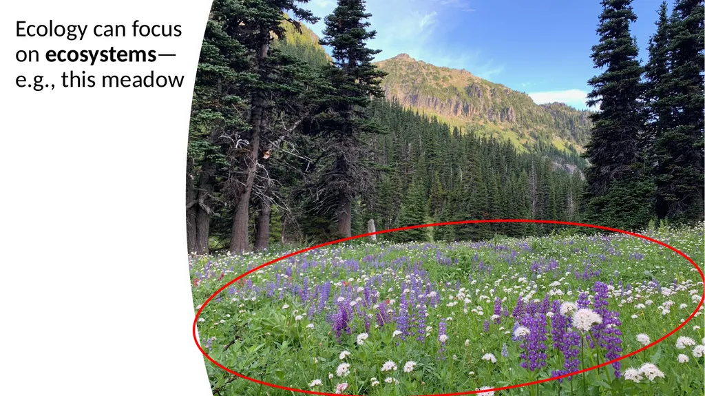 Introduction: What Is Ecology? By: Alec W. - slide 12 of 18