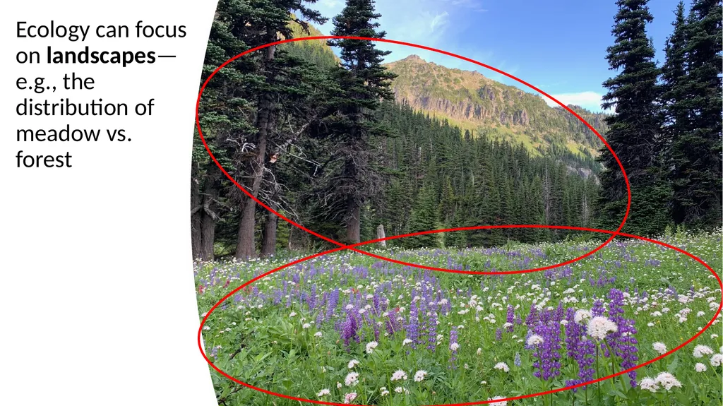 Introduction: What Is Ecology? By: Alec W. - slide 14 of 18