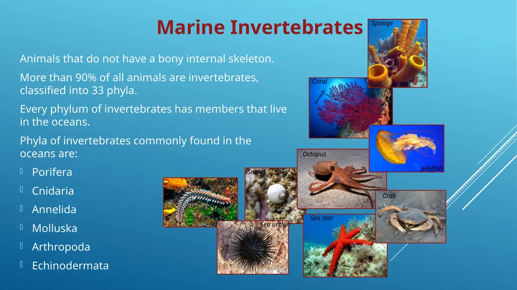 MARINE INVERTEBRATES Animals that do not have a - slide 2 of 6
